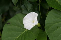 Ipomoea violacea